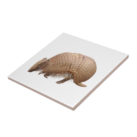 アルマジロ TEGELTJE (Zijkant)