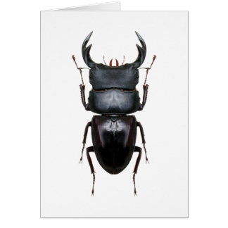 オオクワ・Dorcus