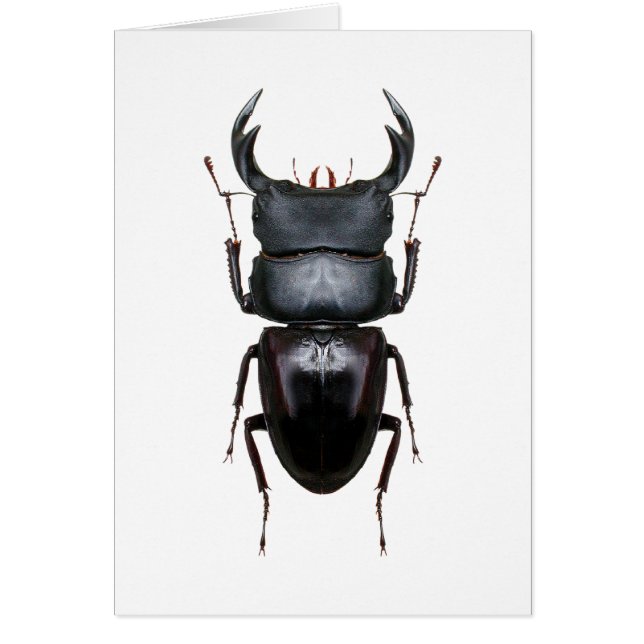 オオクワ・Dorcus (Voorkant)