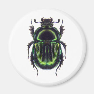 オオセンチコガネ MAGNEET