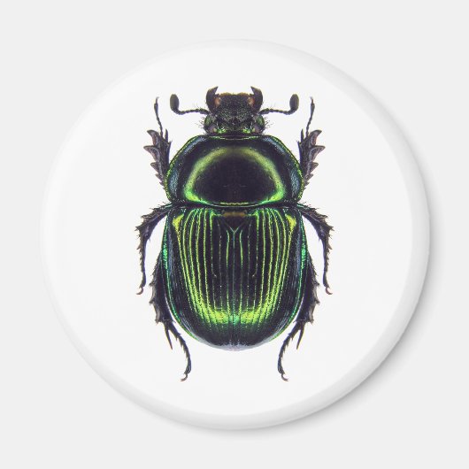 オオセンチコガネ MAGNEET (Voorkant)