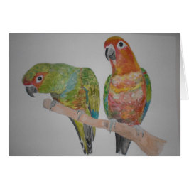 オ ウ パ ロ トムConure paar die uit elkaar hangen