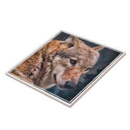 オ オ ミ タ イ ル TEGELTJE