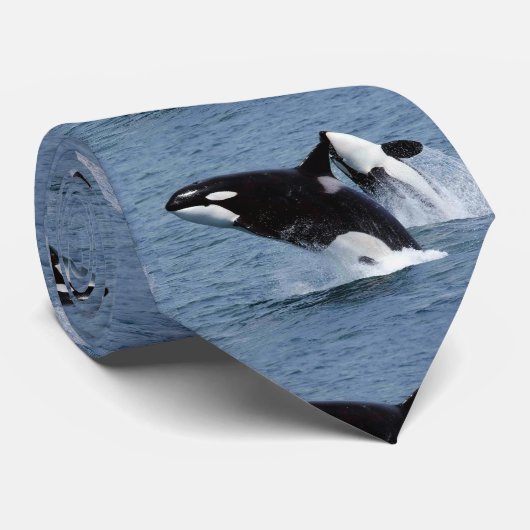 キラークジラ STROPDAS (Opgerold)