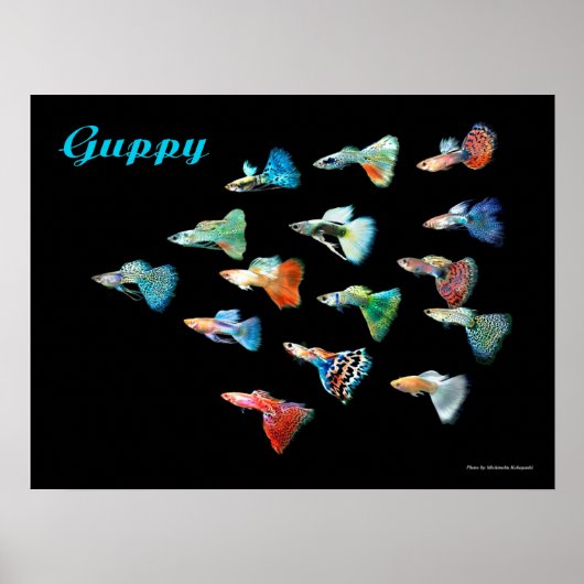 グッピーのポスター POSTER (Voorkant)