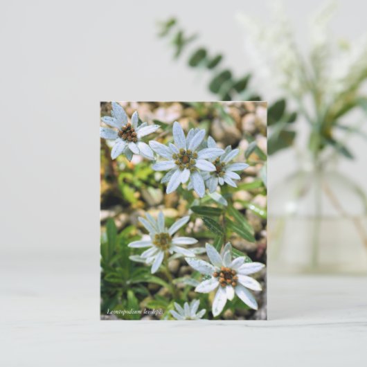 コ ウユラウ80000000005Briefkaartイス000000000000000000000 Briefkaart (Staand voorkant)