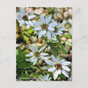 コ ウユラウ80000000005Briefkaartイス000000000000000000000 Briefkaart