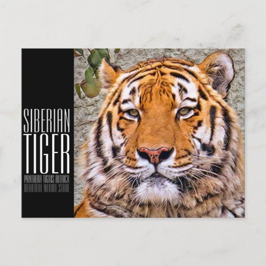 シベリアンタイガー ポストカード BRIEFKAART (Voorkant)