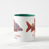 ショート・ノーズ・クラウン・テトラ MOK (Midden)