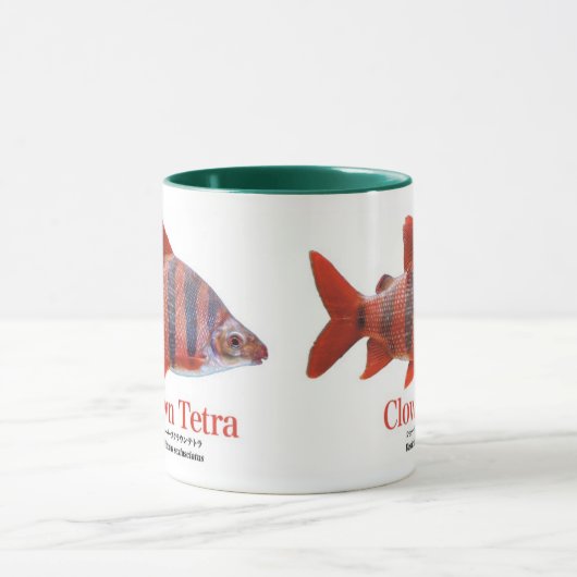 ショート・ノーズ・クラウン・テトラ MOK (Midden)