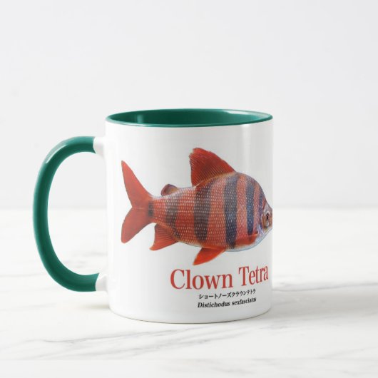 ショート・ノーズ・クラウン・テトラ MOK (Links)