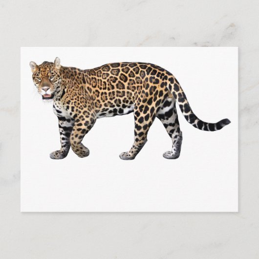 ジャガー BRIEFKAART (Voorkant)
