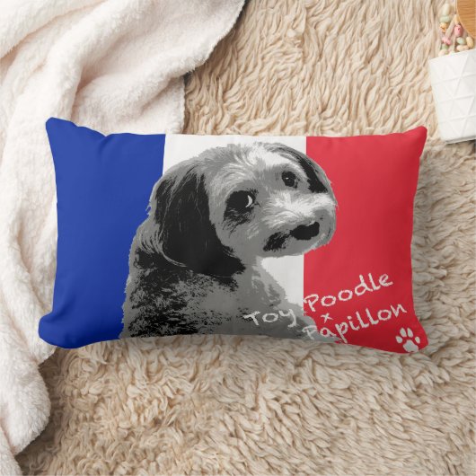 トイプードル×パピヨン KUSSEN (Deken)