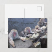 ニホンザル ポストカード BRIEFKAART (Voorkant / Achterkant)