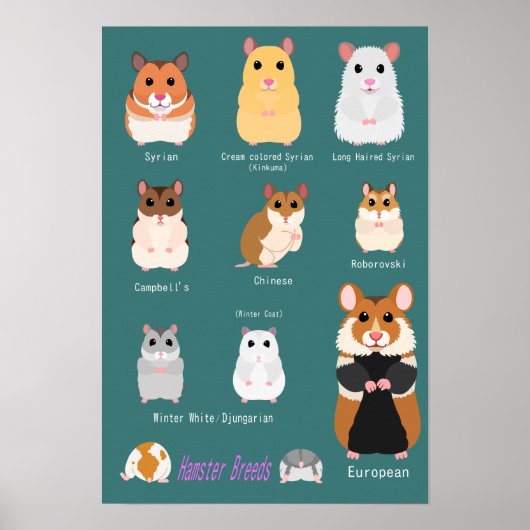 ハ ム タ ー の  ) POSTER (Voorkant)