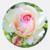 ピエール・ドゥ・ロンサール RONDE STICKER (Voorkant)