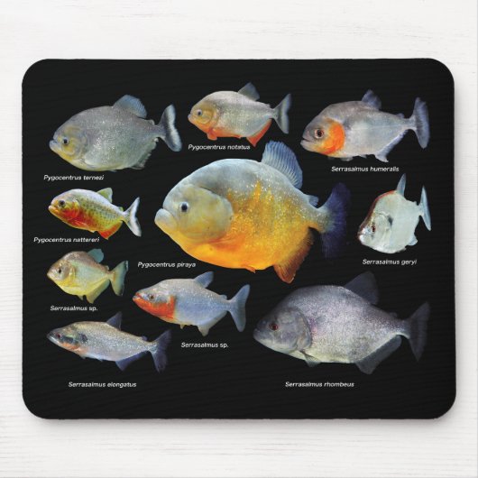 ピ ラ ア の 製 品 MUISMAT (Voorkant)