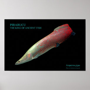 ピ ラ ク ー の  ) POSTER