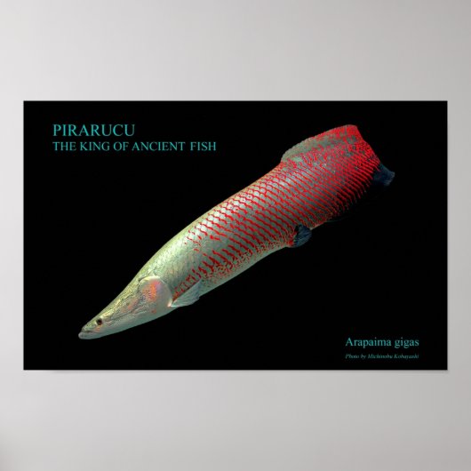 ピ ラ ク ー の ) POSTER (Voorkant)