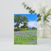 ホ イ オ イ(花) ア  BRIEFKAART (Staand voorkant)