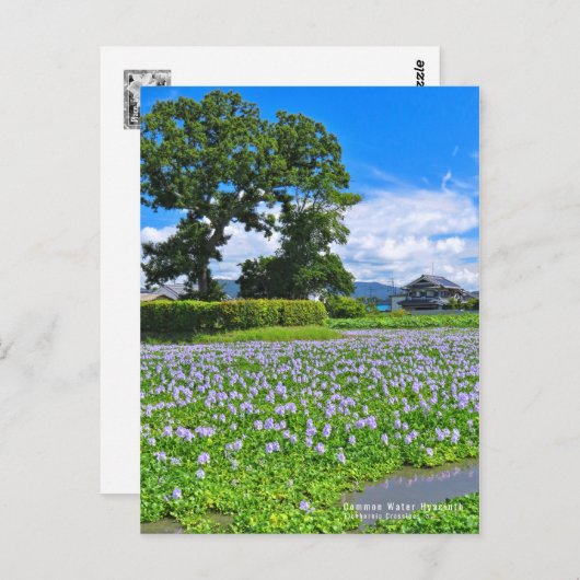 ホ イ オ イ(花) ア  BRIEFKAART (Voorkant / Achterkant)