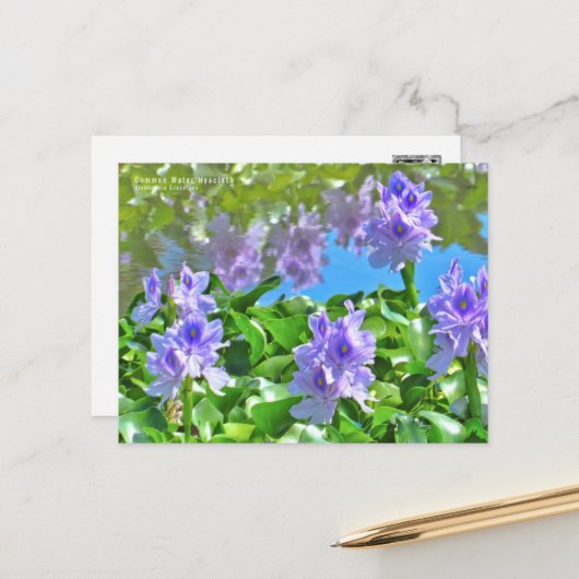 ホ イ オ イ(花) ア  BRIEFKAART (Voorkant / Achterkant in situ)