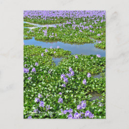 ホ テ ア イ(花) BRIEFKAART