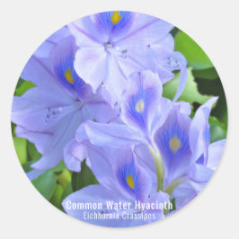 ホ テ ア イ(花) RONDE STICKER