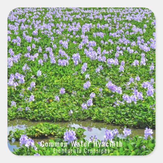 ホ テ ア イ(花) VIERKANTE STICKER (Voorkant)