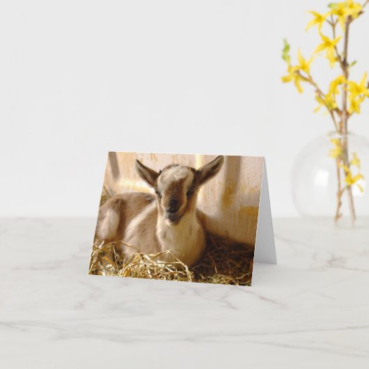 ヤギの赤ちゃん 二つ折りグリーティングカード カード KAART (Gele Bloem)