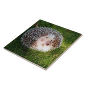 丸まったハリネズミ TEGELTJE (Zijkant)