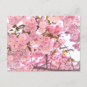 八 桜 (dubbelkersenbloesems):Briefkaart Briefkaart