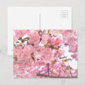 八 桜 (dubbelkersenbloesems):Briefkaart Briefkaart (Voorkant / Achterkant)