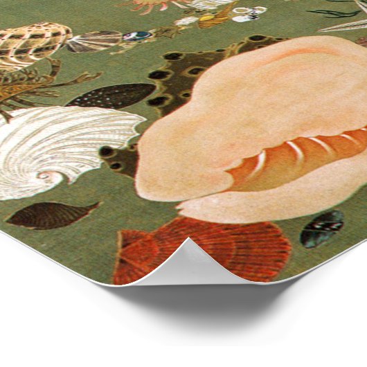 動 植)貝 図, 24% 絵綵甲 POSTER (Hoek)