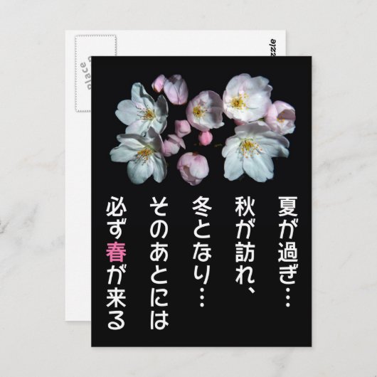 募 用 , torenbloesems , 桜 briefkaart (Voorkant / Achterkant)