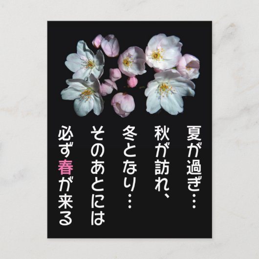 募 用 , torenbloesems , 桜 briefkaart (Voorkant)