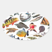 大型熱帯魚 OVALE STICKER (Voorkant)