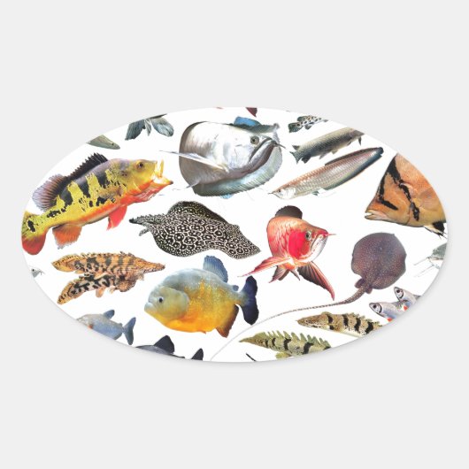 大型熱帯魚 OVALE STICKER (Voorkant)