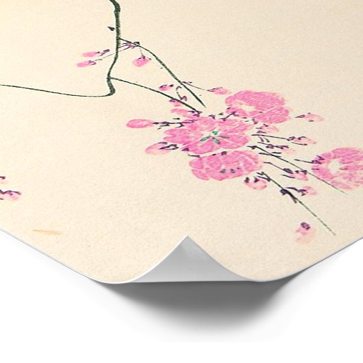 桜 に 鳥, 小 邨 Bird & Cherry Blossom, Ohara Koson Poster (Hoek)