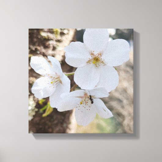 桜 Cherry Blossom Close-Up Photography Canvas Afdruk (Voorkant)