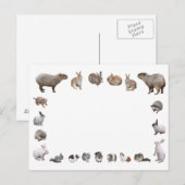 様 々 小 動 物 BRIEFKAART (Voorkant / Achterkant)