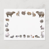 様 々 小 動 物 BRIEFKAART (Voorkant)