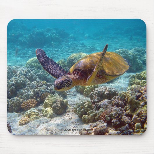 海亀 MUISMAT (Voorkant)