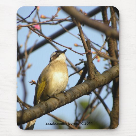 白 翁Chinese Bulbul Bird op Cherry Branches Muismat (Voorkant)