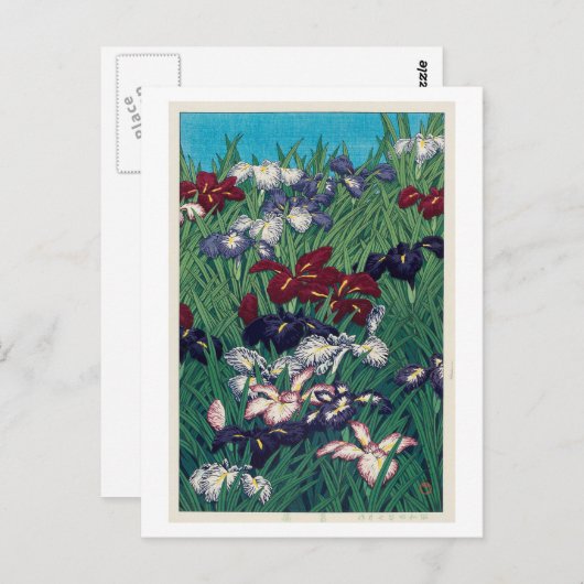菖蒲, Iris, Hasui Kawase, Houtdruk Briefkaart (Voorkant / Achterkant)