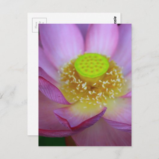 蓮 BRIEFKAART (Voorkant / Achterkant)