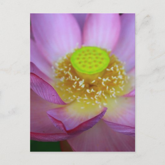 蓮 BRIEFKAART (Voorkant)