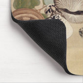 貝, 其 一 schelvis, Kiitsu Muismat (Hoek)