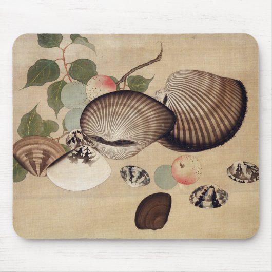 貝, 其 一 schelvis, Kiitsu Muismat (Voorkant)