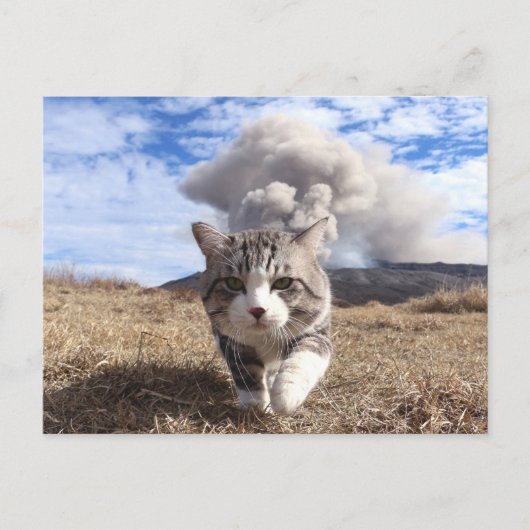 野 良 吉 op het 猫 ニ briefkaart (Voorkant)